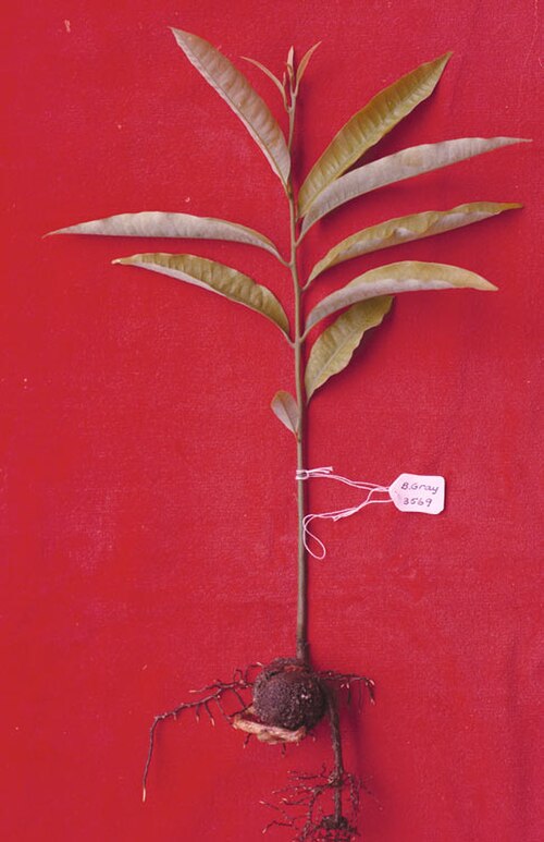 Beilschmiedia castrisinensis: Beilschmiedia castrisinensis seedling