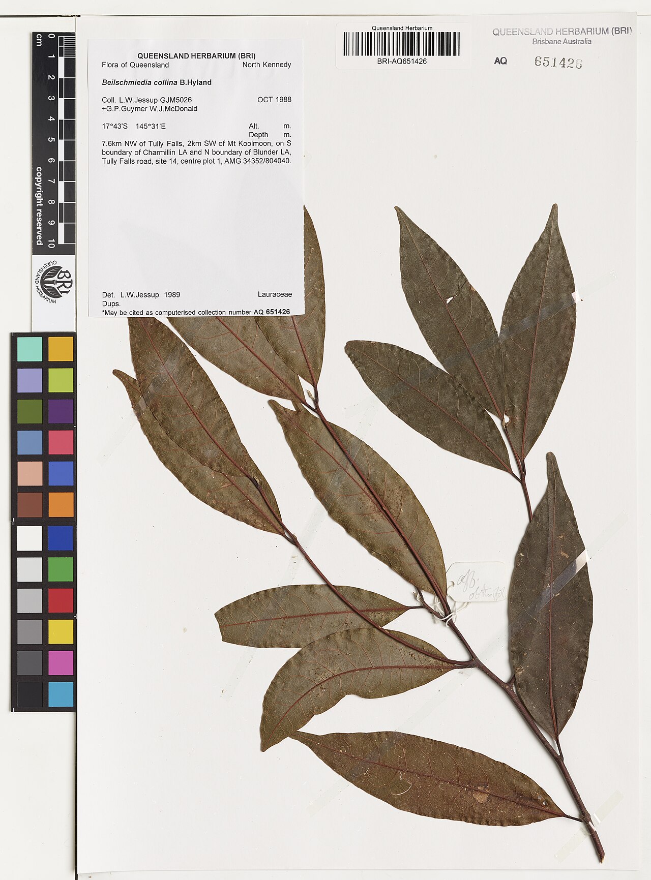 Mountain blush walnut: Beilschmiedia collina herbarium specimen AQ651426