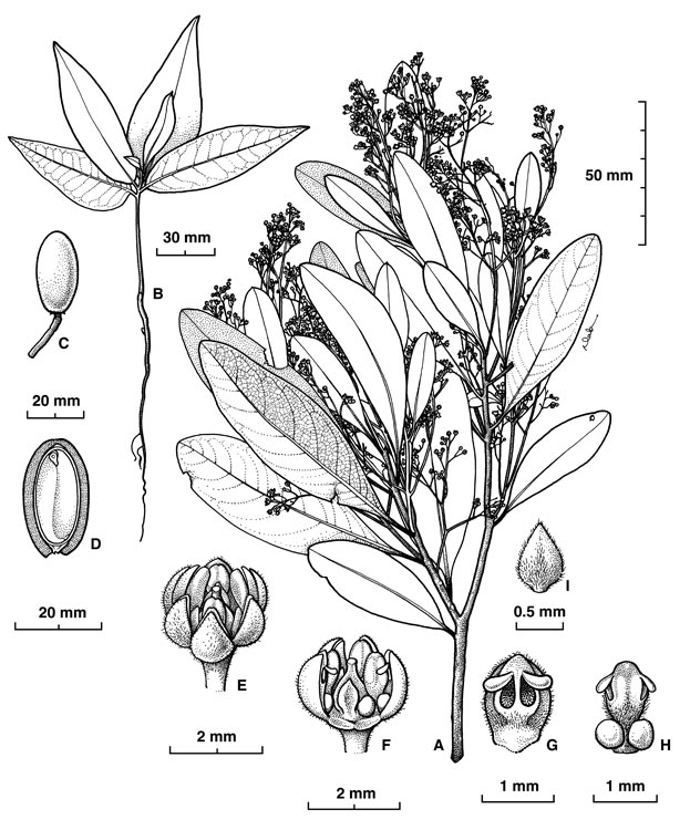 Mountain blush walnut: Beilschmiedia collina botanical illustration