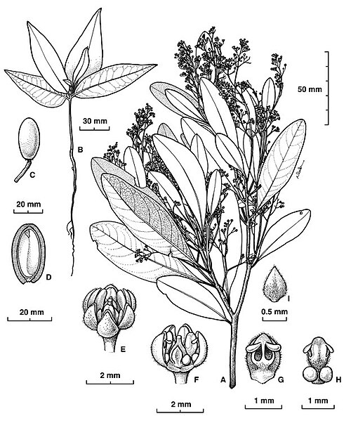 Mountain blush walnut: Beilschmiedia collina botanical illustration