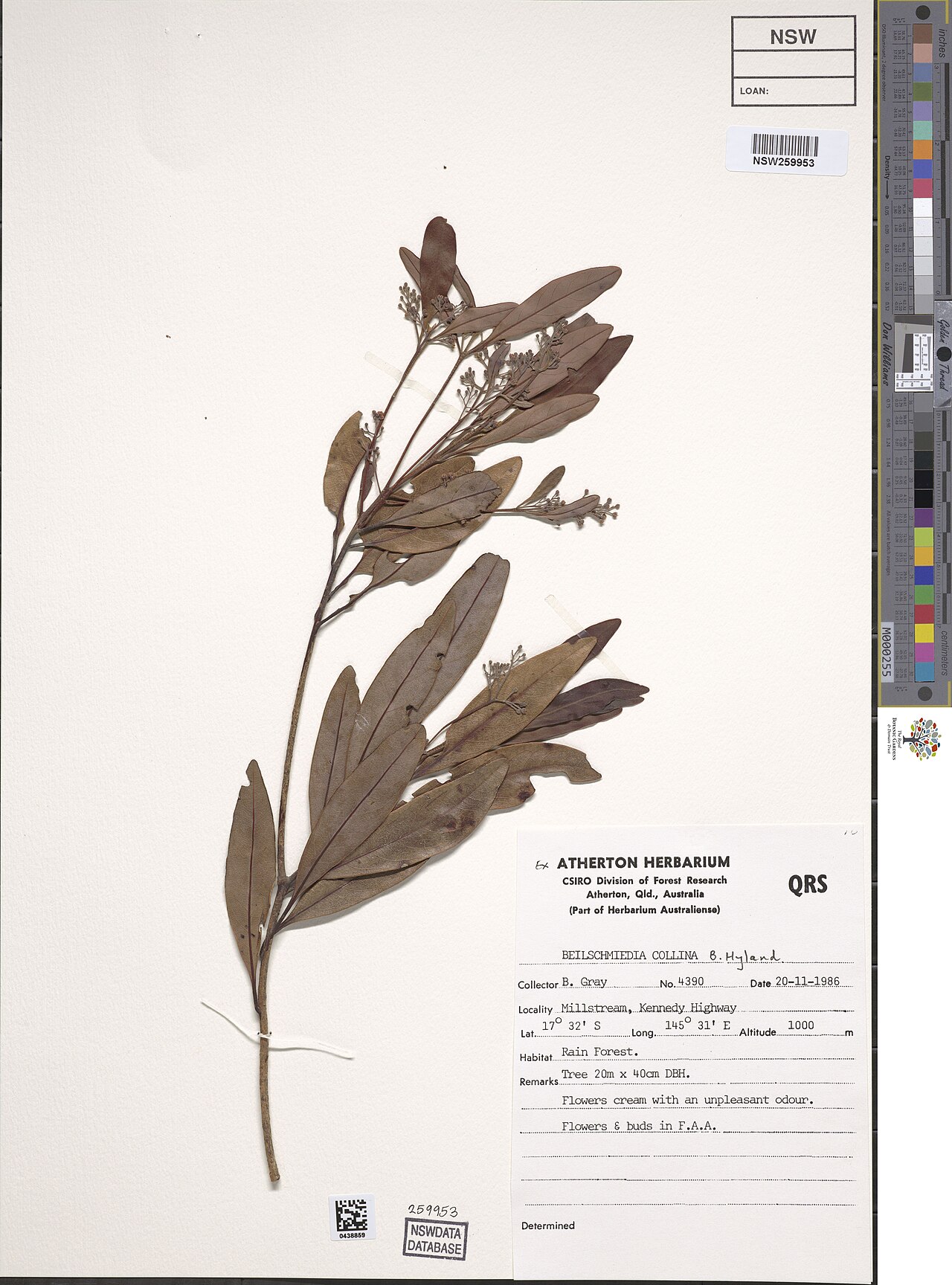 Mountain blush walnut: Beilschmiedia collina herbarium specimen NSW259953