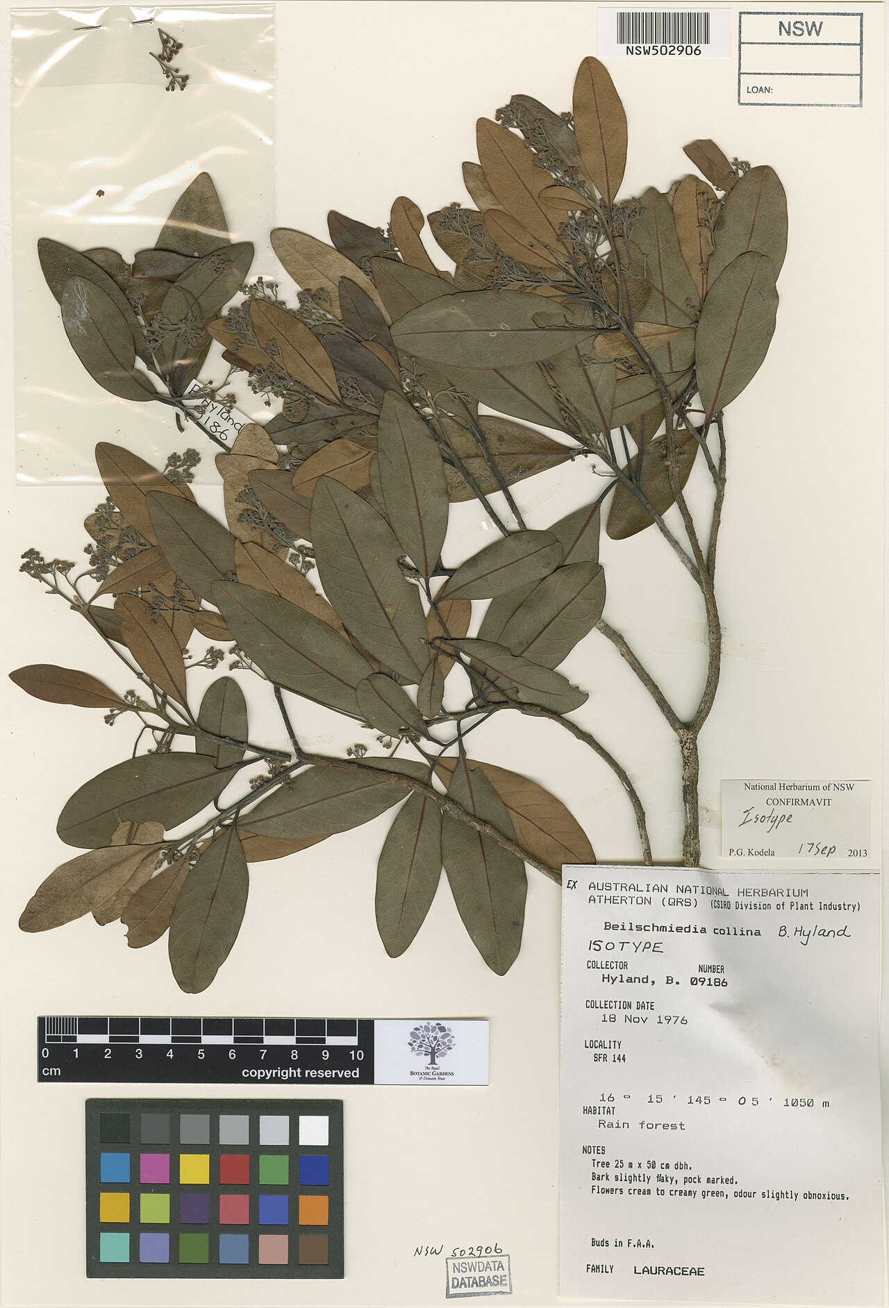 Mountain blush walnut: Beilschmiedia collina herbarium specimen (isotype) NSW502906