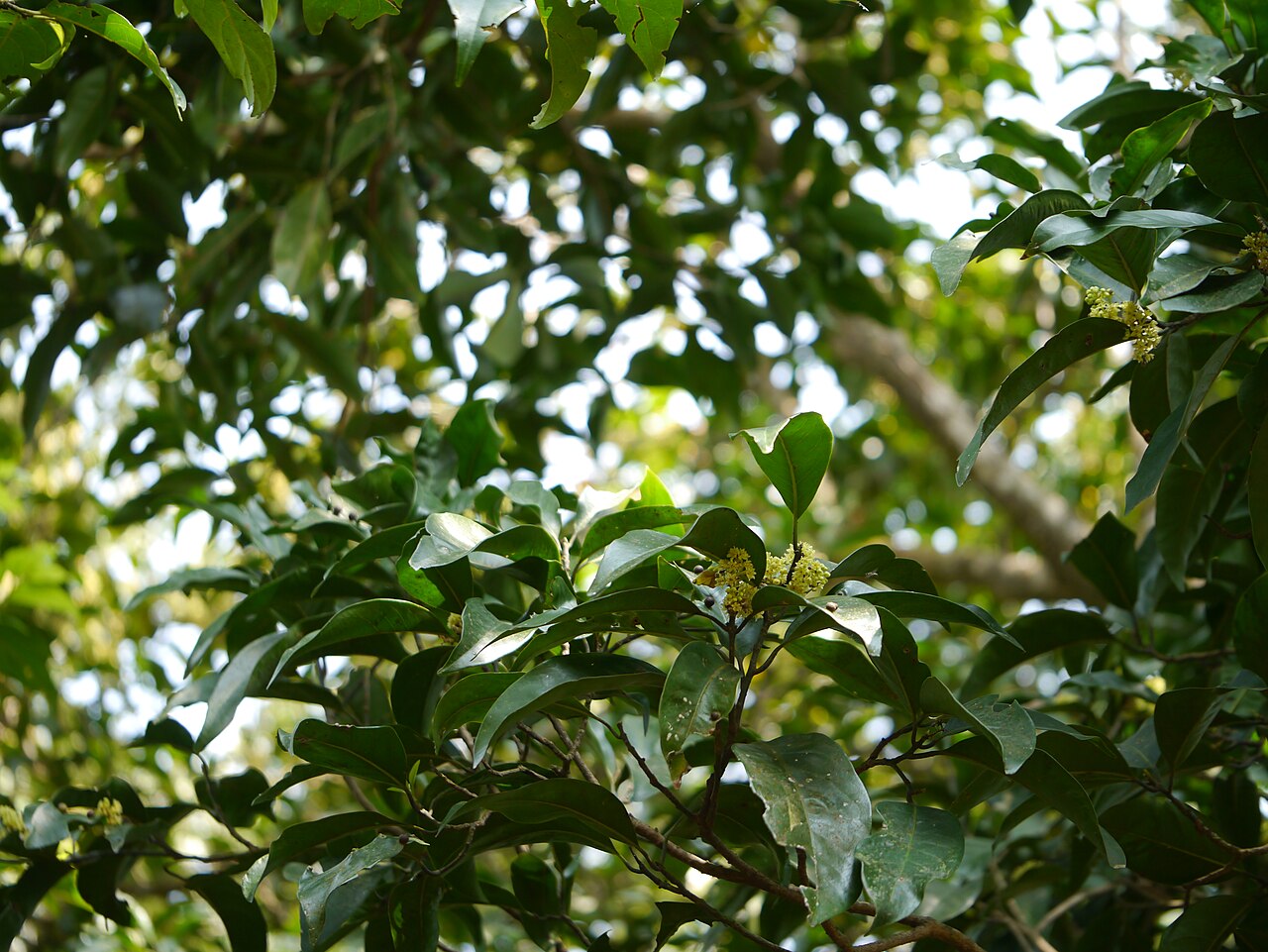 Dalzell's walnut: Lauraceae (laurel family) » Beilschmiedia dalzellii (Meisn.) Kosterm. beel-SHMEED-ee-a -- named for German botanist Carl (Karl) Traugott Beilschmied ... Dave's