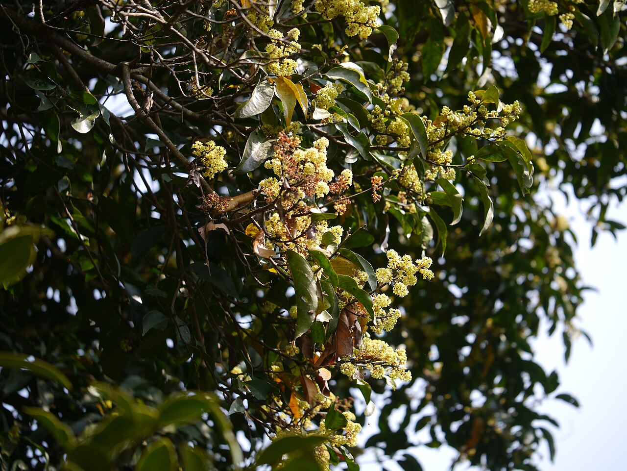 Dalzell's walnut: Lauraceae (laurel family) » Beilschmiedia dalzellii (Meisn.) Kosterm. beel-SHMEED-ee-a -- named for German botanist Carl (Karl) Traugott Beilschmied ... Dave's