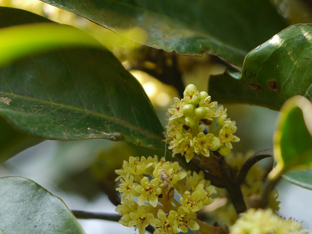 Dalzell's walnut: Lauraceae (laurel family) » Beilschmiedia dalzellii (Meisn.) Kosterm. beel-SHMEED-ee-a -- named for German botanist Carl (Karl) Traugott Beilschmied ... Dave's