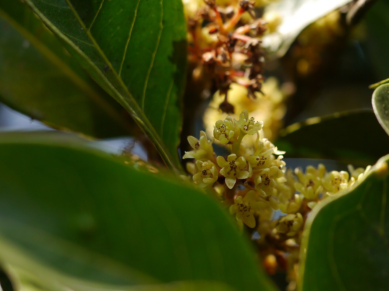 Dalzell's walnut: Lauraceae (laurel family) » Beilschmiedia dalzellii (Meisn.) Kosterm. beel-SHMEED-ee-a -- named for German botanist Carl (Karl) Traugott Beilschmied ... Dave's