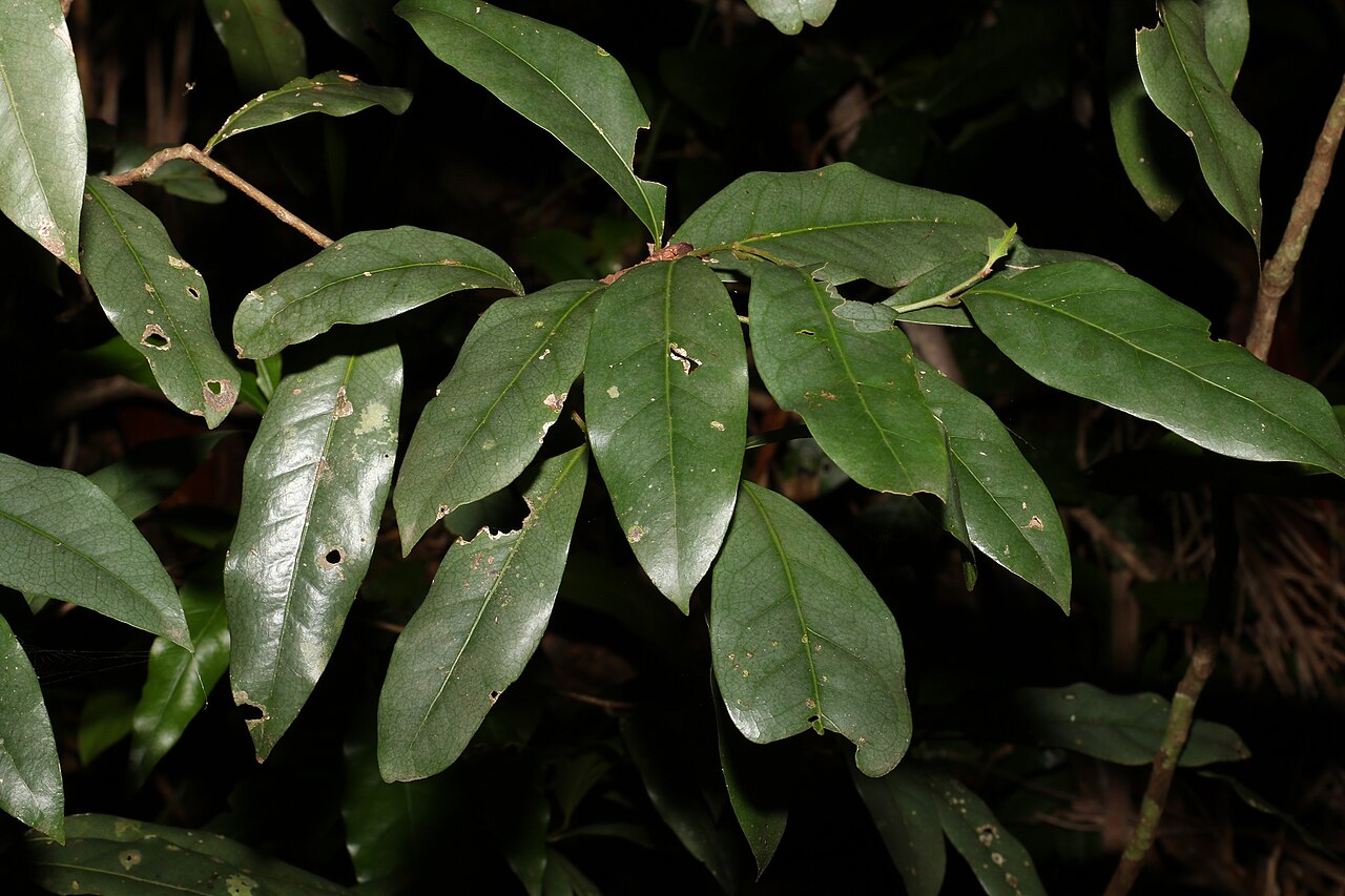 Beilschmiedia elliptica: Grey Walnut ( Beilschmiedia elliptica ) in Australia
