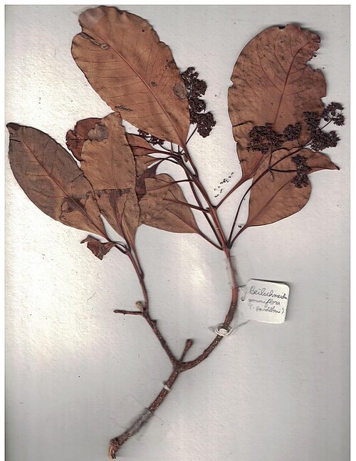 Beilschmiedia gemmiflora: Herbarium scans from the Anamalai Hills