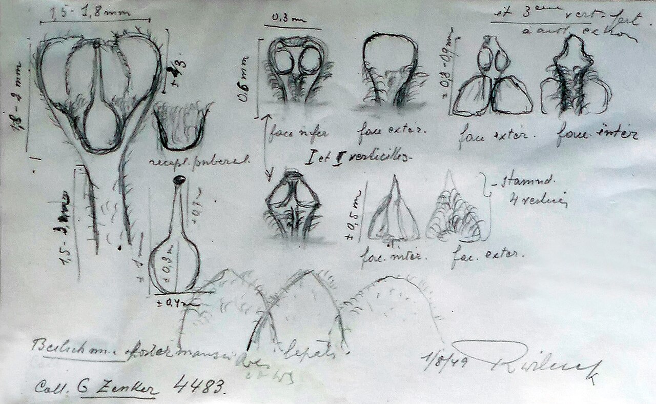 Beilschmiedia kostermansiana: Croquis du spécimen isotype de Beilschmiedia kostermansiana Robyns & R.Wilczek récolté au Cameroun par G. Zenker (1855-1922), en 1912 dans la forêt à Bipinde [s