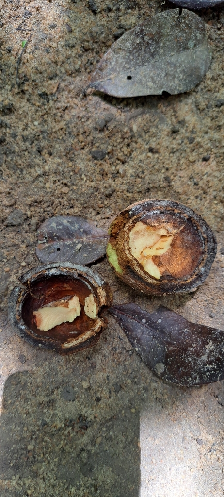 Beilschmiedia linharensis (Beilschmiedia linharensis)