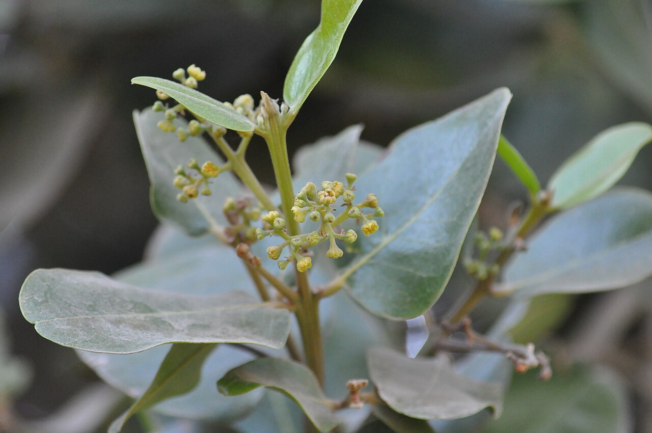 Beilschmiedia miersii: Belloto del norte (Beilschmiedia miersii). Árbol nativo de Chile. flores