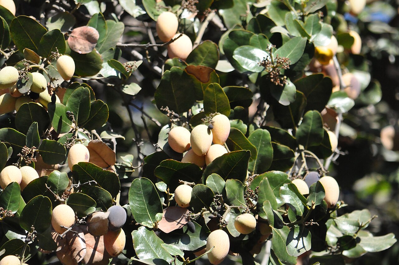 Beilschmiedia miersii: Belloto del norte (Beilschmiedia miersii). Árbol nativo de Chile. Frutos maduros