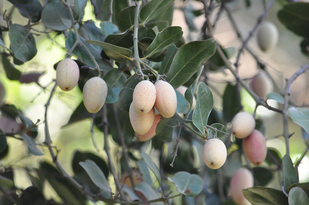 Beilschmiedia miersii: Belloto del norte (Beilschmiedia miersii). Árbol nativo de Chile. Frutos maduros
