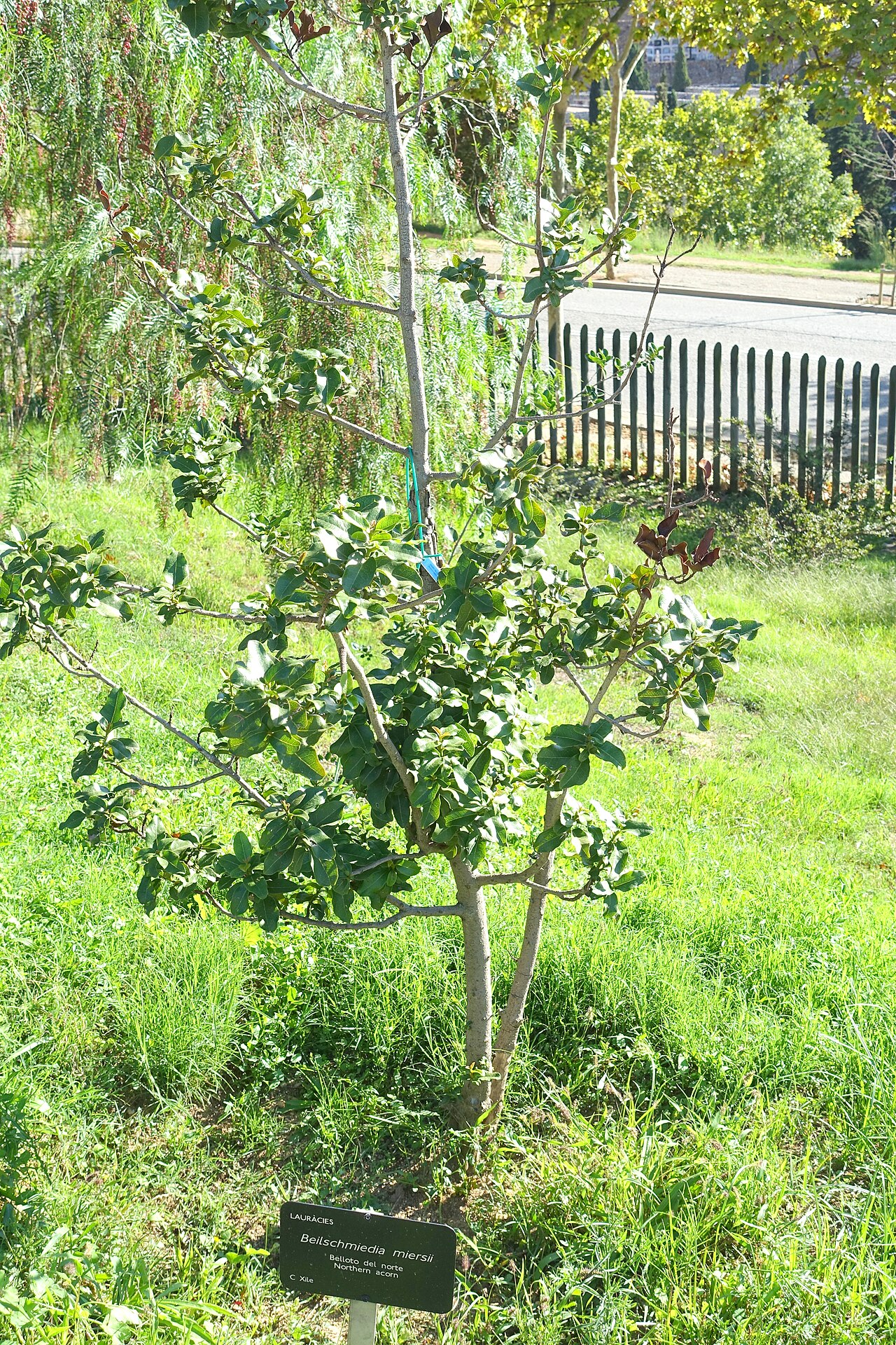Beilschmiedia miersii: Botanical specimen in the Jardín Botánico de Barcelona - Barcelona, Spain.