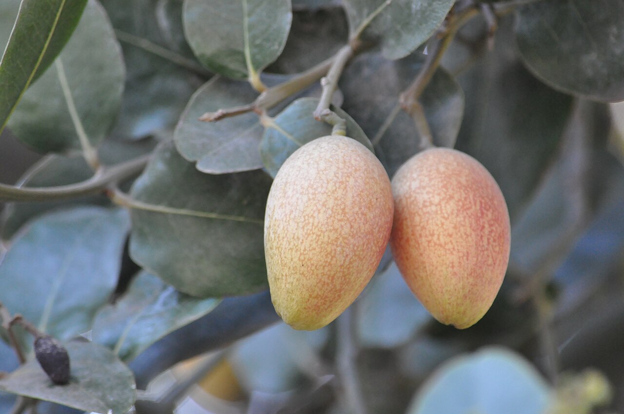 Beilschmiedia miersii: Belloto del norte (Beilschmiedia miersii). Árbol nativo de Chile. frutos maduros