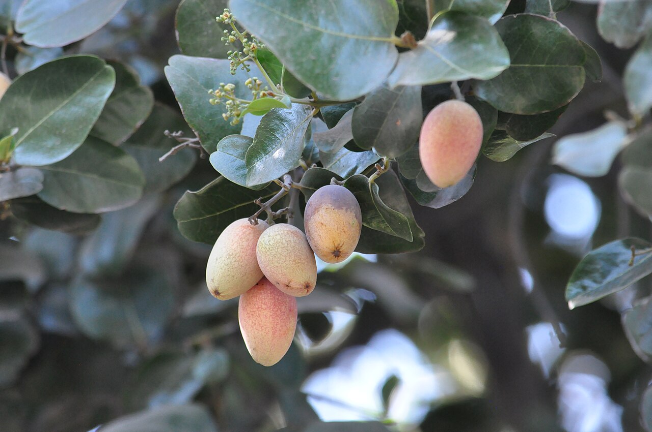 Beilschmiedia miersii: Belloto del norte (Beilschmiedia miersii). Árbol nativo de Chile. Frutos maduros