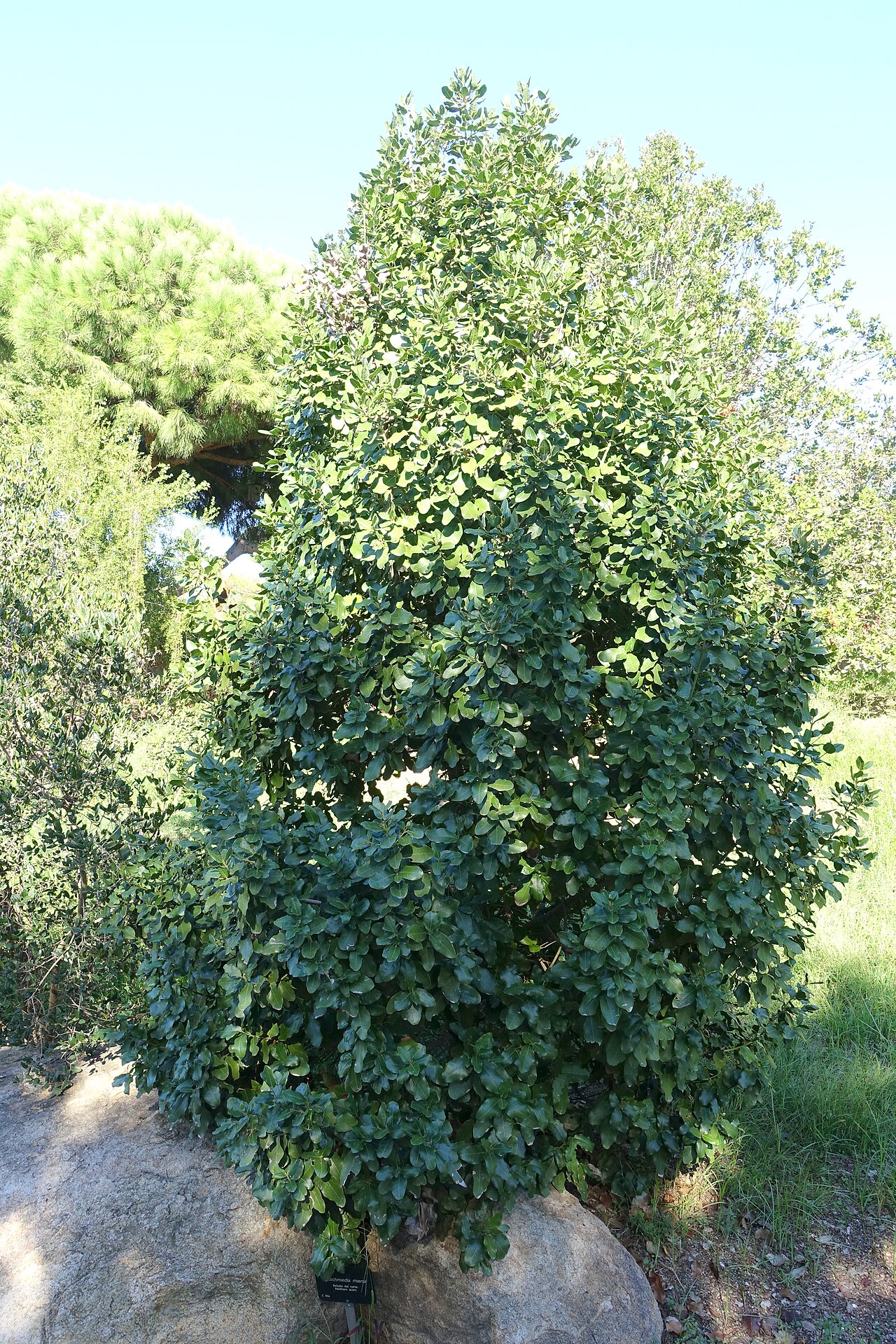 Beilschmiedia miersii: Botanical specimen in the Jardín Botánico de Barcelona - Barcelona, Spain.