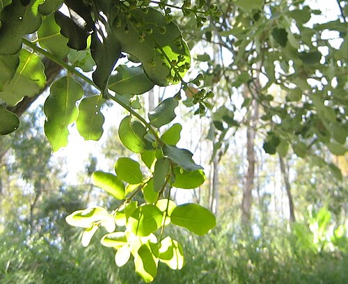 Beilschmiedia miersii: Beilschmiedia miersii , detail of a flowered branch. Central Chile, shadowed places.