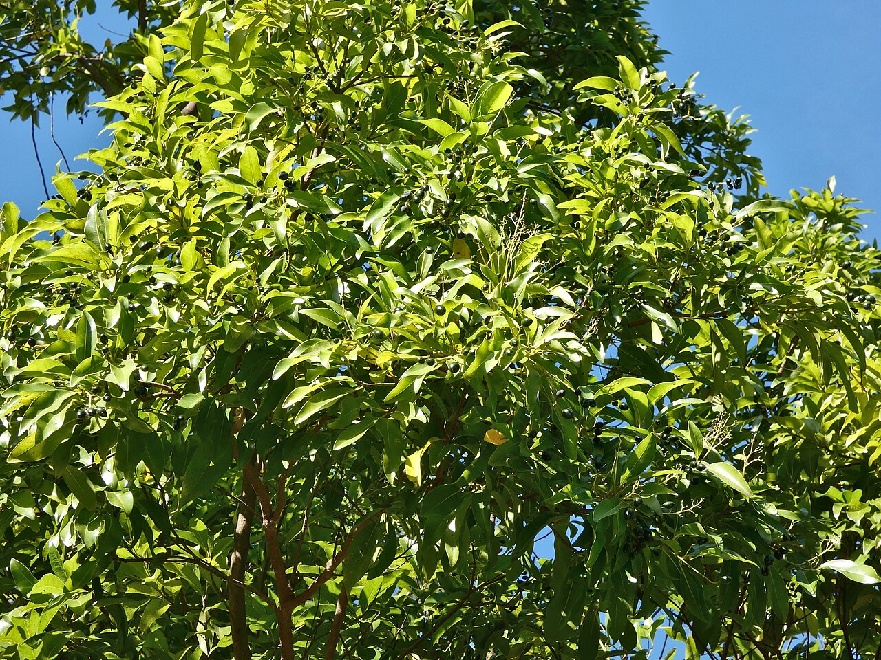 Hard bolly gum: Beilschmiedia obtusifolia with immature fruit