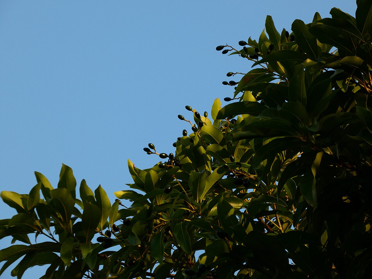 Hard bolly gum: Foliage and fruit of Beilschmiedia obtusifolia