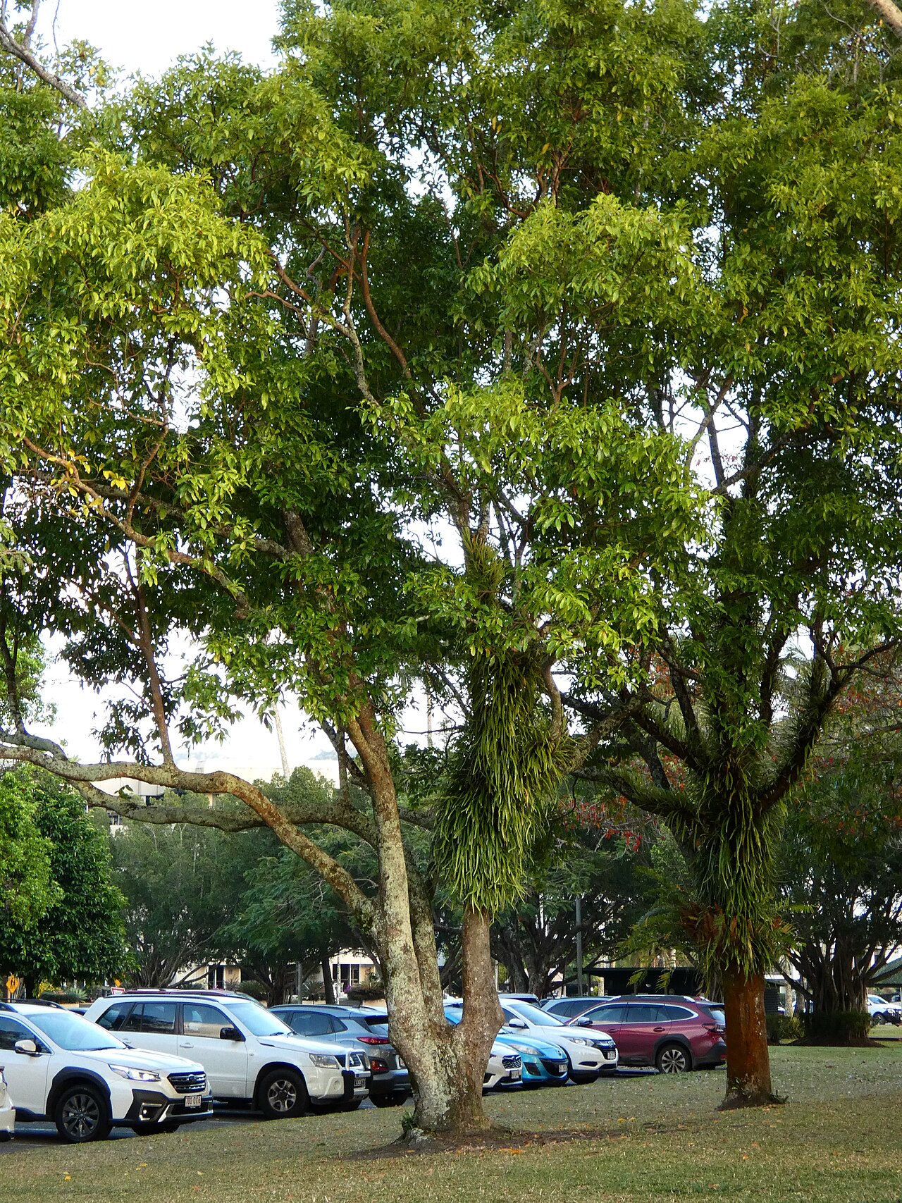 Hard bolly gum: Two of a group of Beilschmiedia obtusifolia planted on the Cairns Esplanade, Queensland