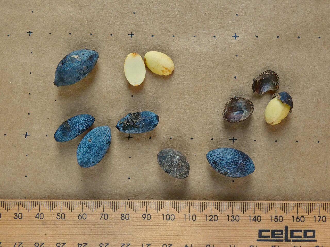Hard bolly gum: Fruit and seeds of Beilschmiedia obtusifolia