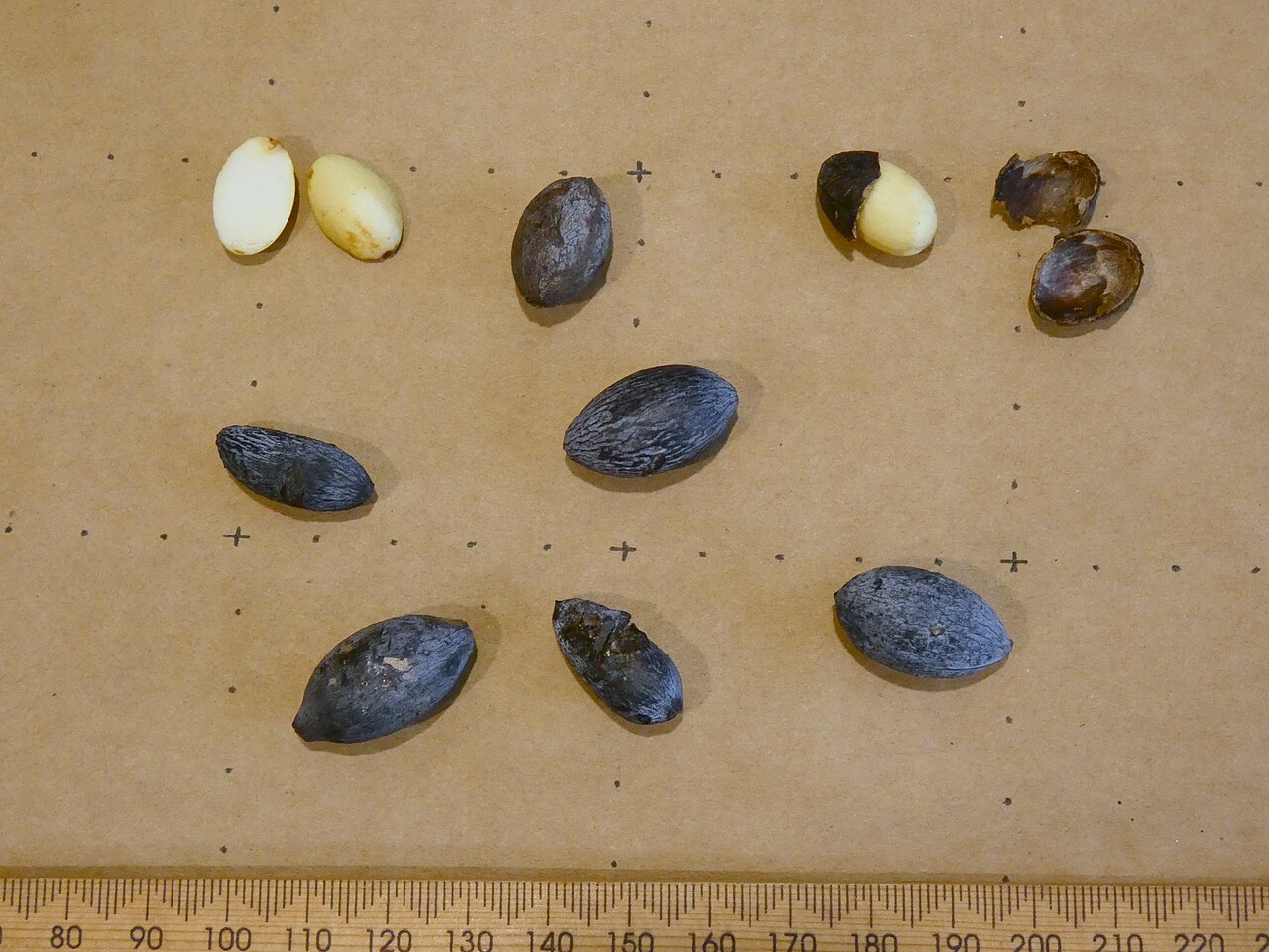 Hard bolly gum: Fruit and seeds of Beilschmiedia obtusifolia