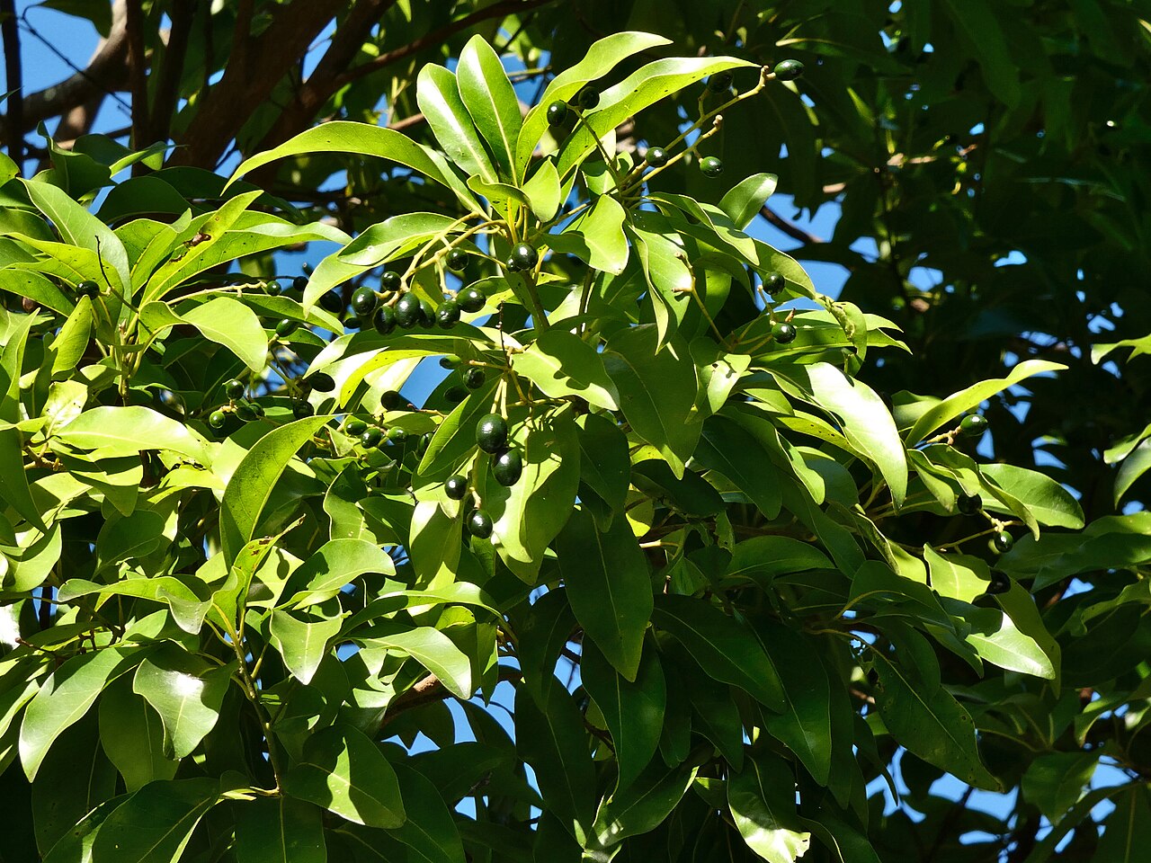Hard bolly gum: Beilschmiedia obtusifolia with immature fruit