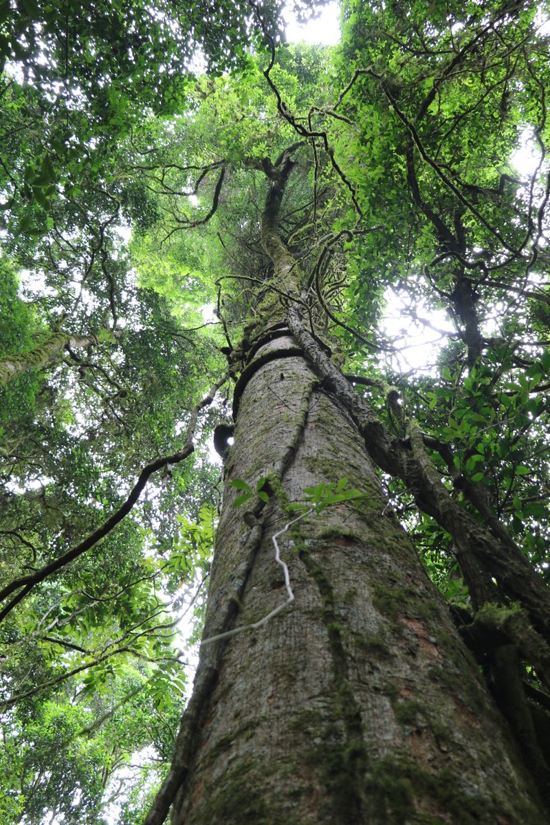 Hard bolly gum: Blush Walnut (Beilschmiedia obtusifolia). Giant tree in excess of 50 metres tall. Tooloom Scrub.