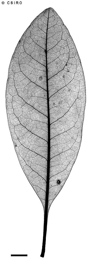 Dogwood: Beilschmiedia oligandra leaf xray