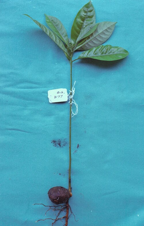 Dogwood: Beilschmiedia oligandra seedling