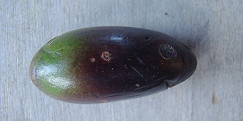 Slugwood: Range of southern Mexico and Caribbean to Peru. These large aguacatillos tend to be called Torpedos. In context at www.dixpix.ca/meso_america/Flora/magnoliids/i