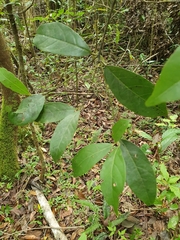Slugwood (Beilschmiedia pendula)