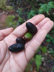 Slugwood (Beilschmiedia pendula)