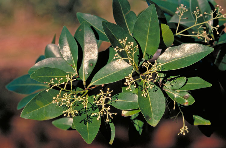 Beilschmiedia peninsularis: Beilschmiedia peninsularis foliage and flowers