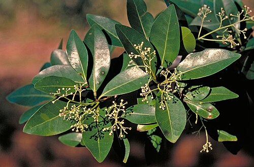 Beilschmiedia peninsularis: Beilschmiedia peninsularis foliage and flowers
