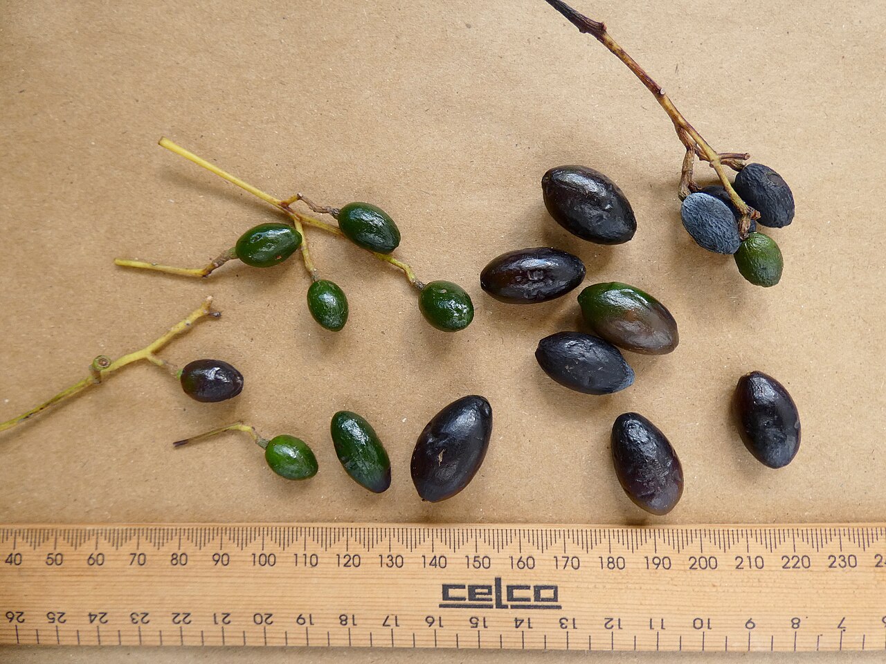 Beilschmiedia recurva: Fruit of Beilschmiedia recurva from a cultivated tree in Cairns, Queensland