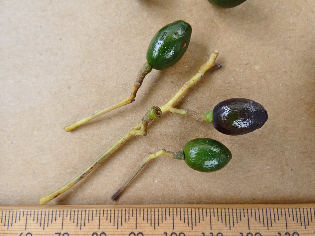 Beilschmiedia recurva: Fruit of Beilschmiedia recurva from a cultivated tree in Cairns, Queensland