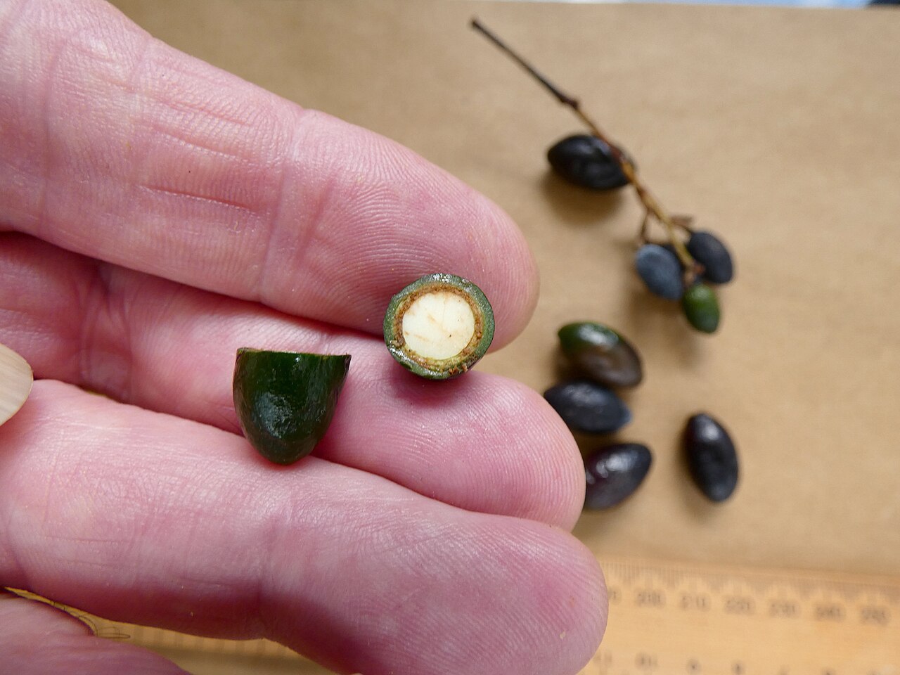 Beilschmiedia recurva: Fruit of Beilschmiedia recurva from a cultivated tree in Cairns, Queensland