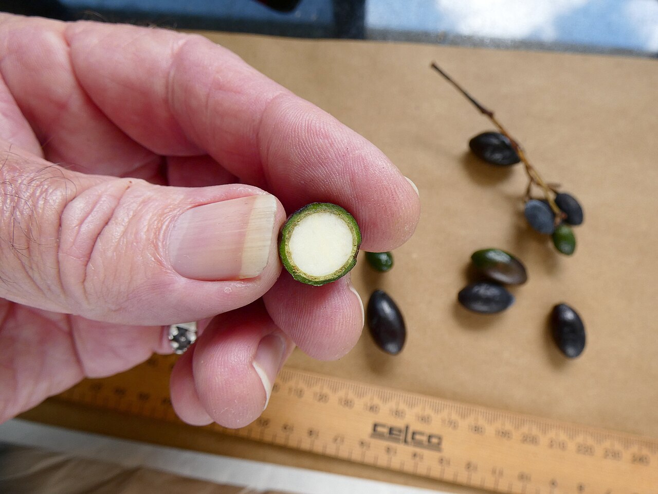 Beilschmiedia recurva: Fruit of Beilschmiedia recurva from a cultivated tree in Cairns, Queensland