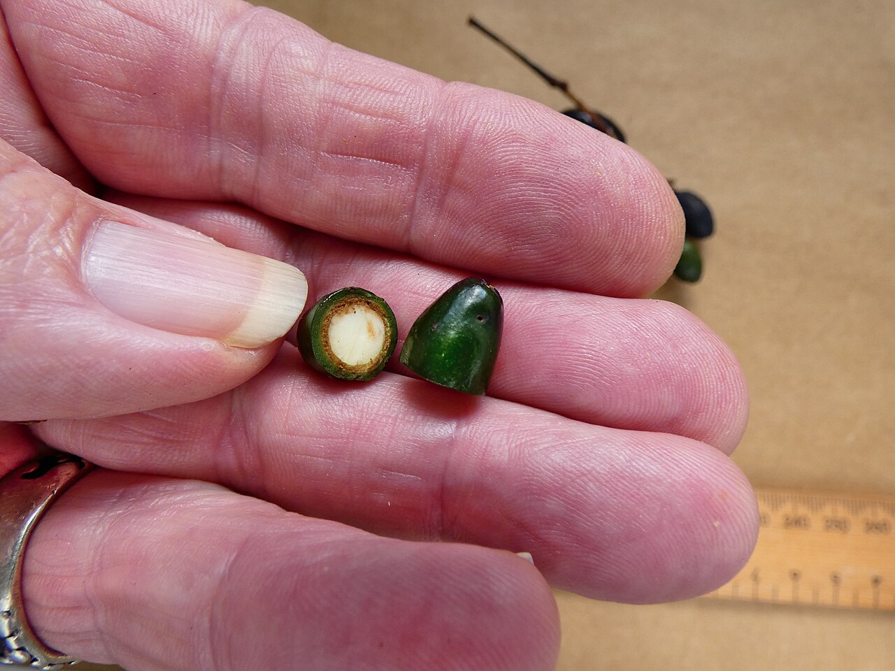 Beilschmiedia recurva: Fruit of Beilschmiedia recurva from a cultivated tree in Cairns, Queensland