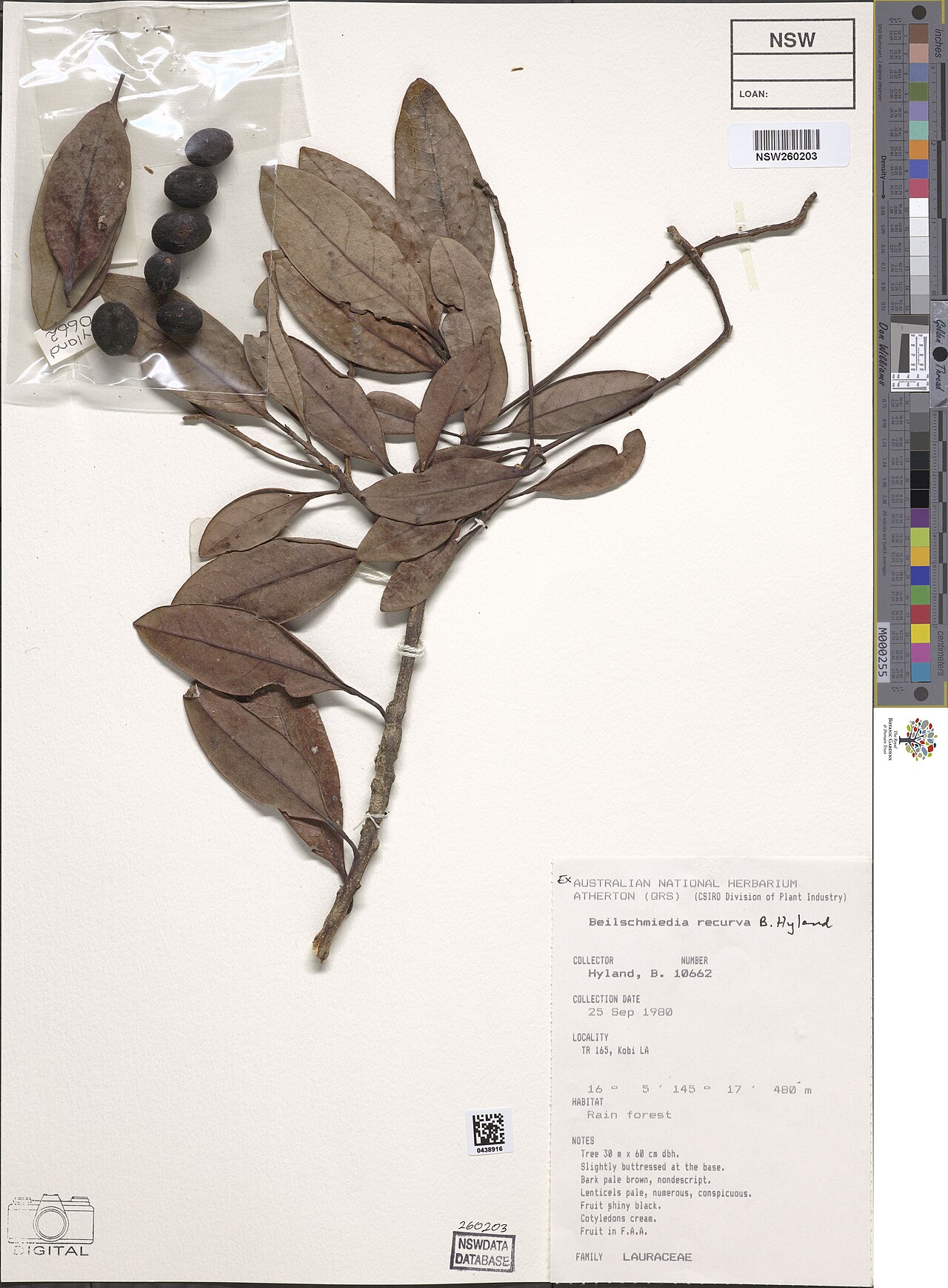 Beilschmiedia recurva: Beilschmiedia recurva herbarium specimen NSW260203