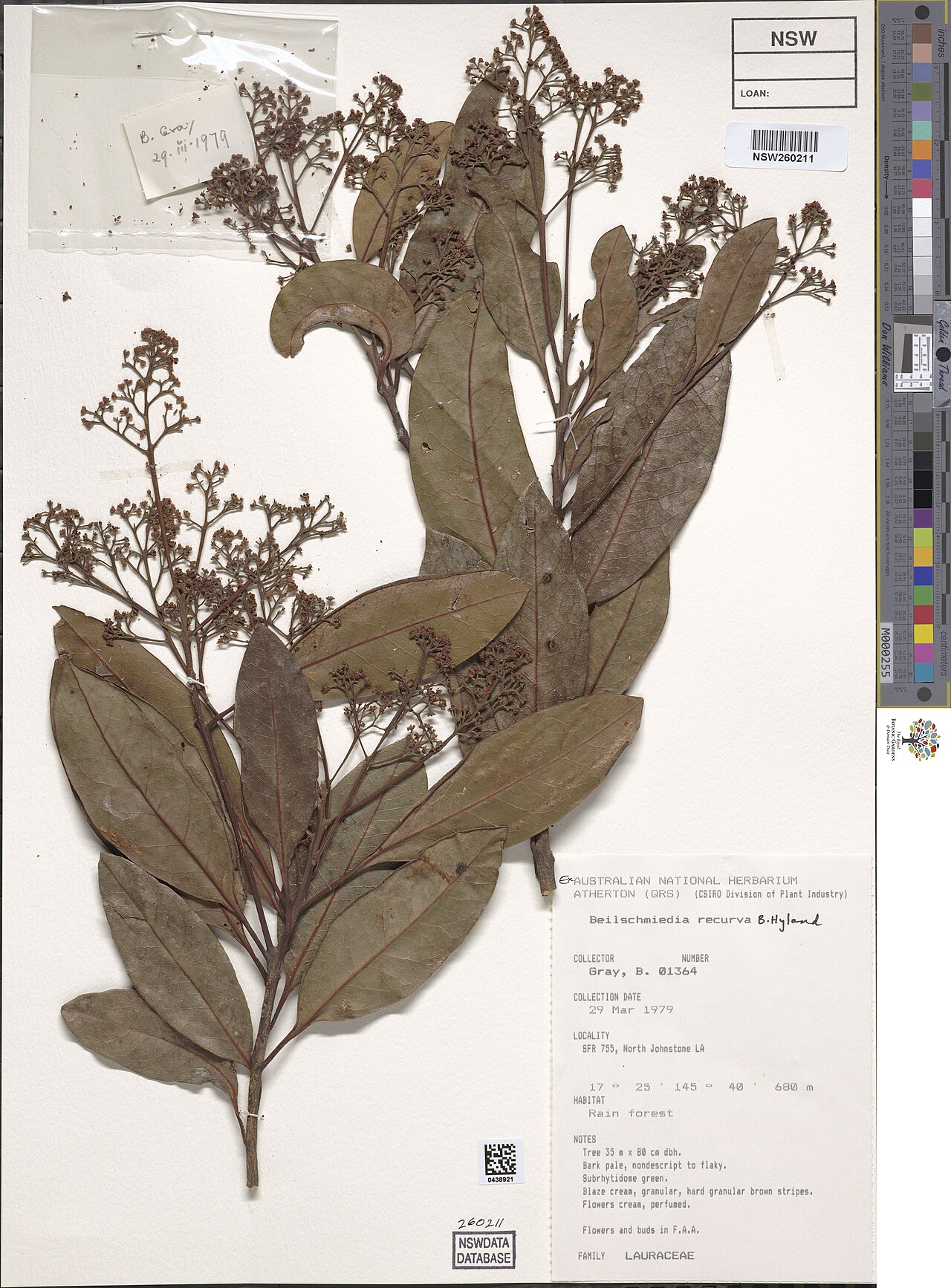 Beilschmiedia recurva: Beilschmiedia recurva herbarium specimen NSW260211