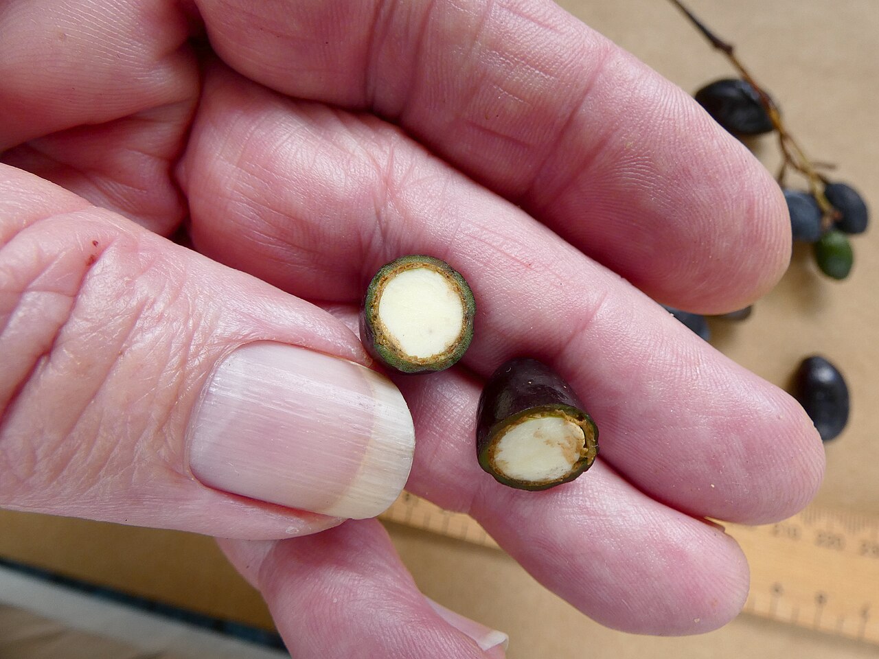 Beilschmiedia recurva: Fruit of Beilschmiedia recurva from a cultivated tree in Cairns, Queensland