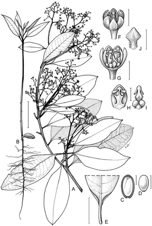 Beilschmiedia recurva: Beilschmiedia recurva botanical sketch