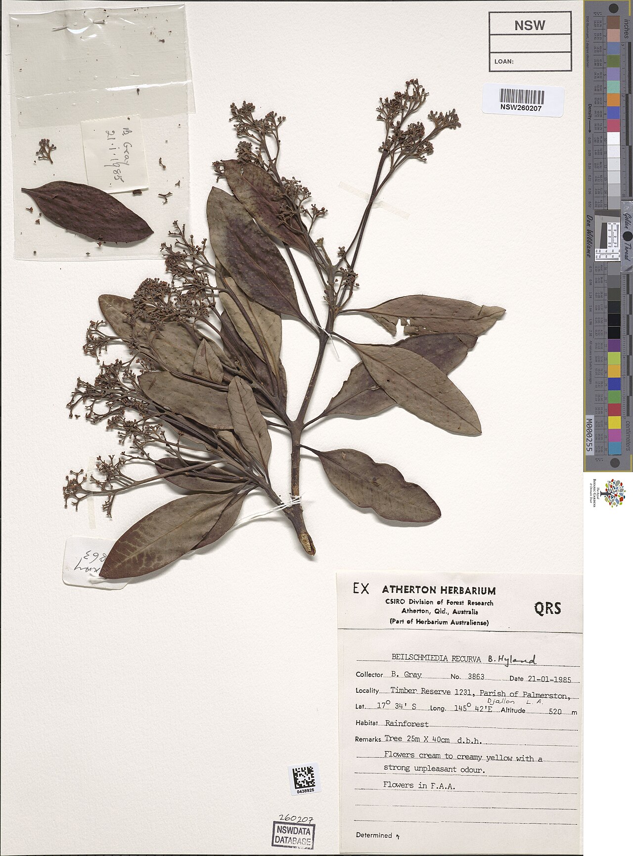 Beilschmiedia recurva: Beilschmiedia recurva herbarium specimen NSW260207