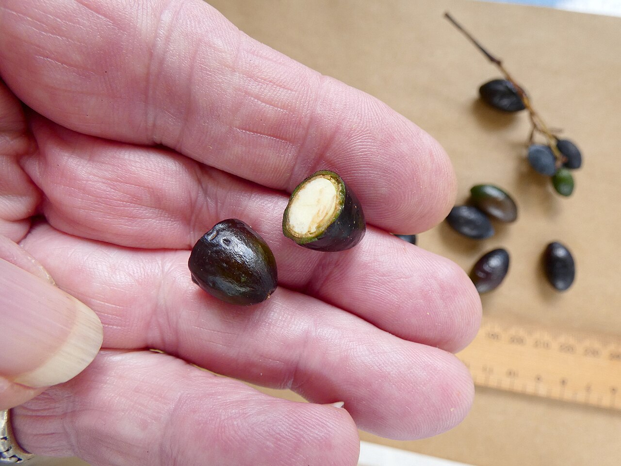Beilschmiedia recurva: Fruit of Beilschmiedia recurva from a cultivated tree in Cairns, Queensland