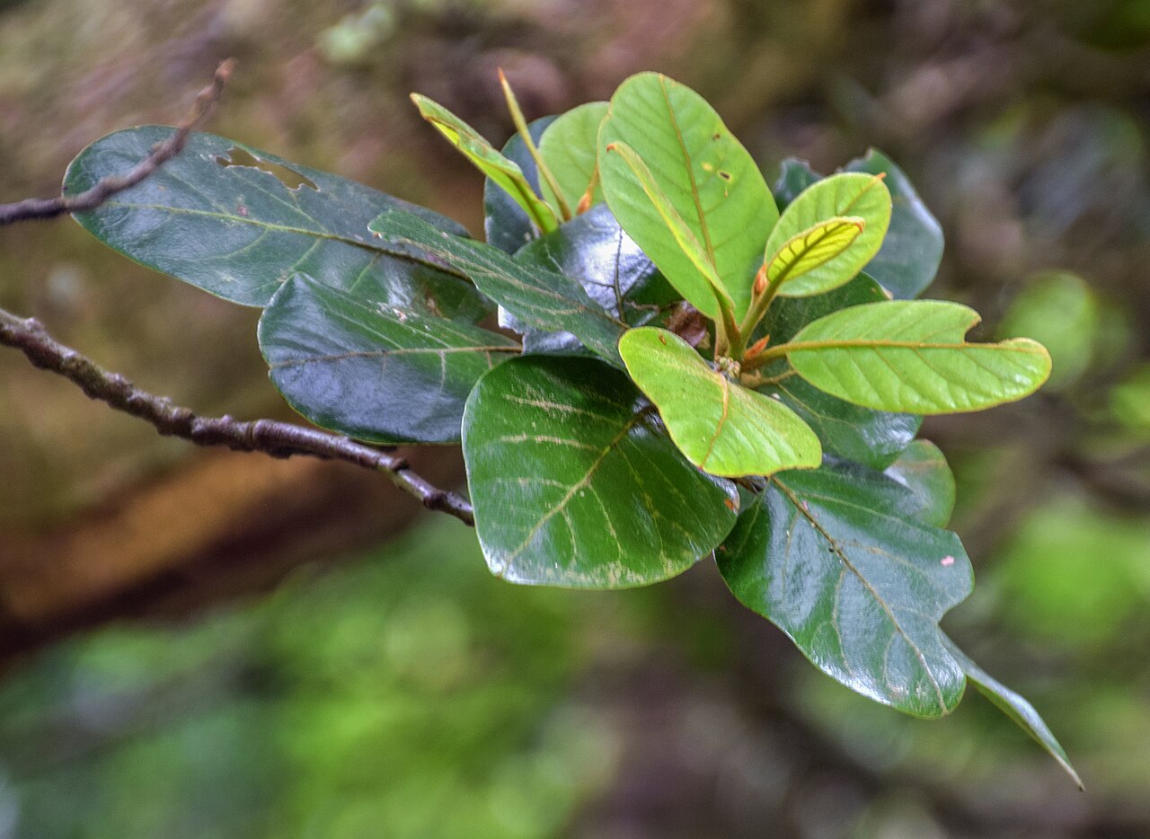 Taraire: Beilschmiedia tarairi in Wellington Botanical Garden, Wellington Region, North Island of New Zealand