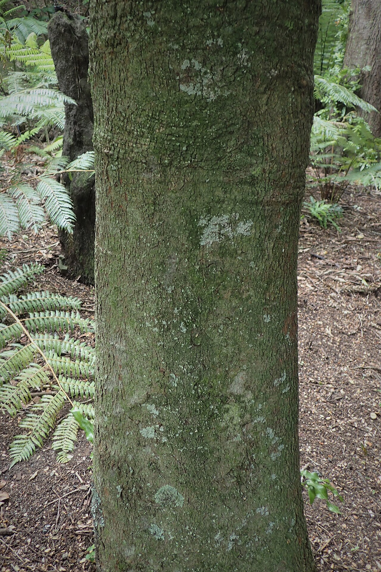 Taraire: Beilschmiedia tarairi in Wellington Botanical Garden