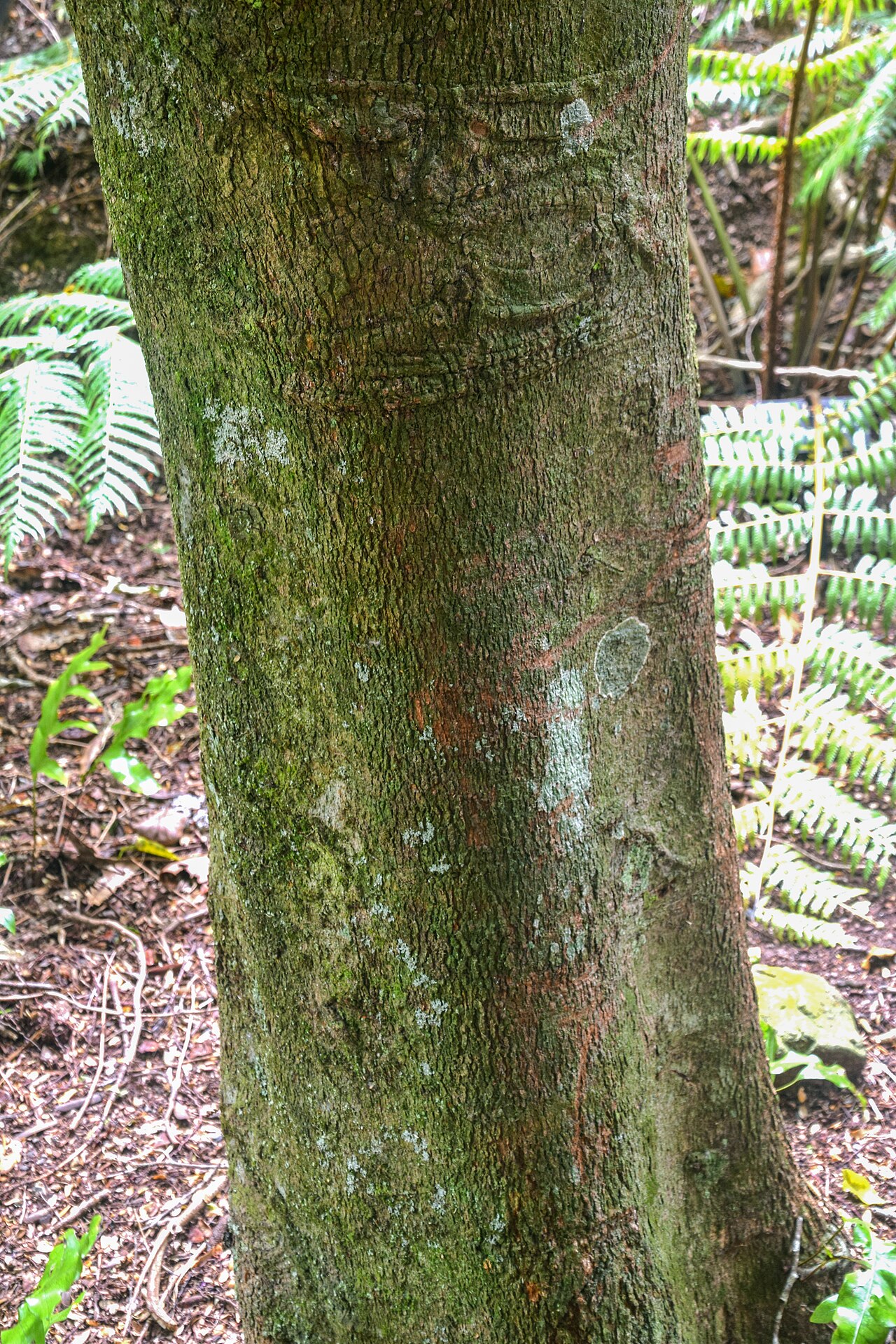 Taraire: Beilschmiedia tarairi in Wellington Botanical Garden, Wellington Region, North Island of New Zealand